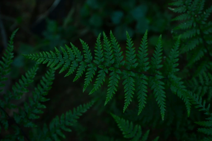 a close up of a green plant with lots of leaves